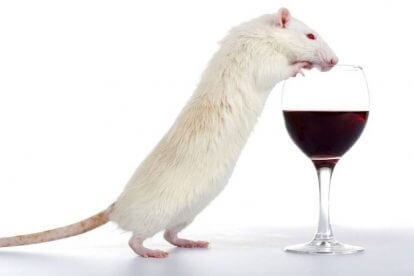 מחקר על עכברים עם יין